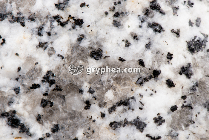 Granite (détail vu à la loupe x1,5) - gryphea.com